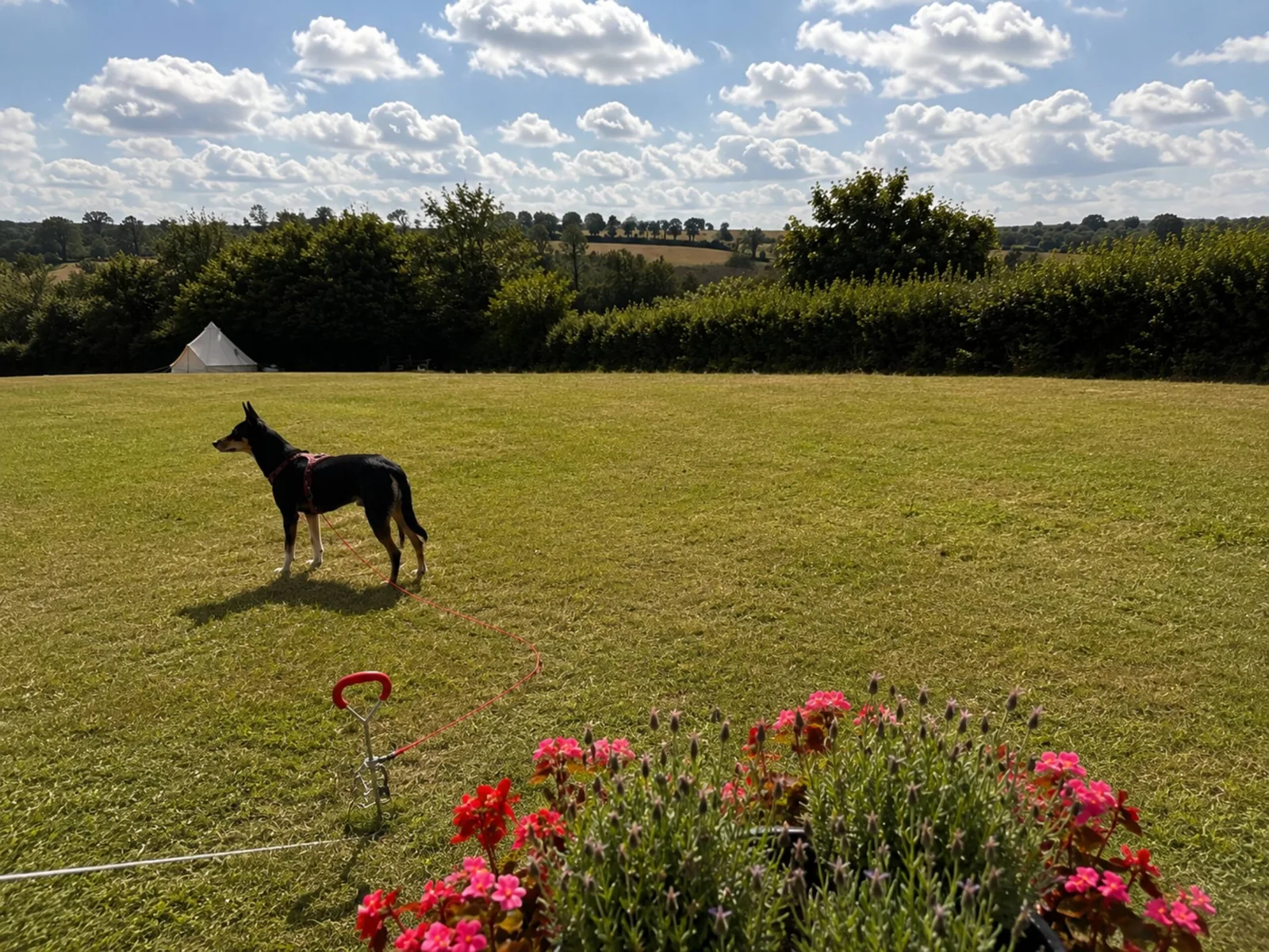 A dog on the field beside flowering lavender, with rolling countryside behind