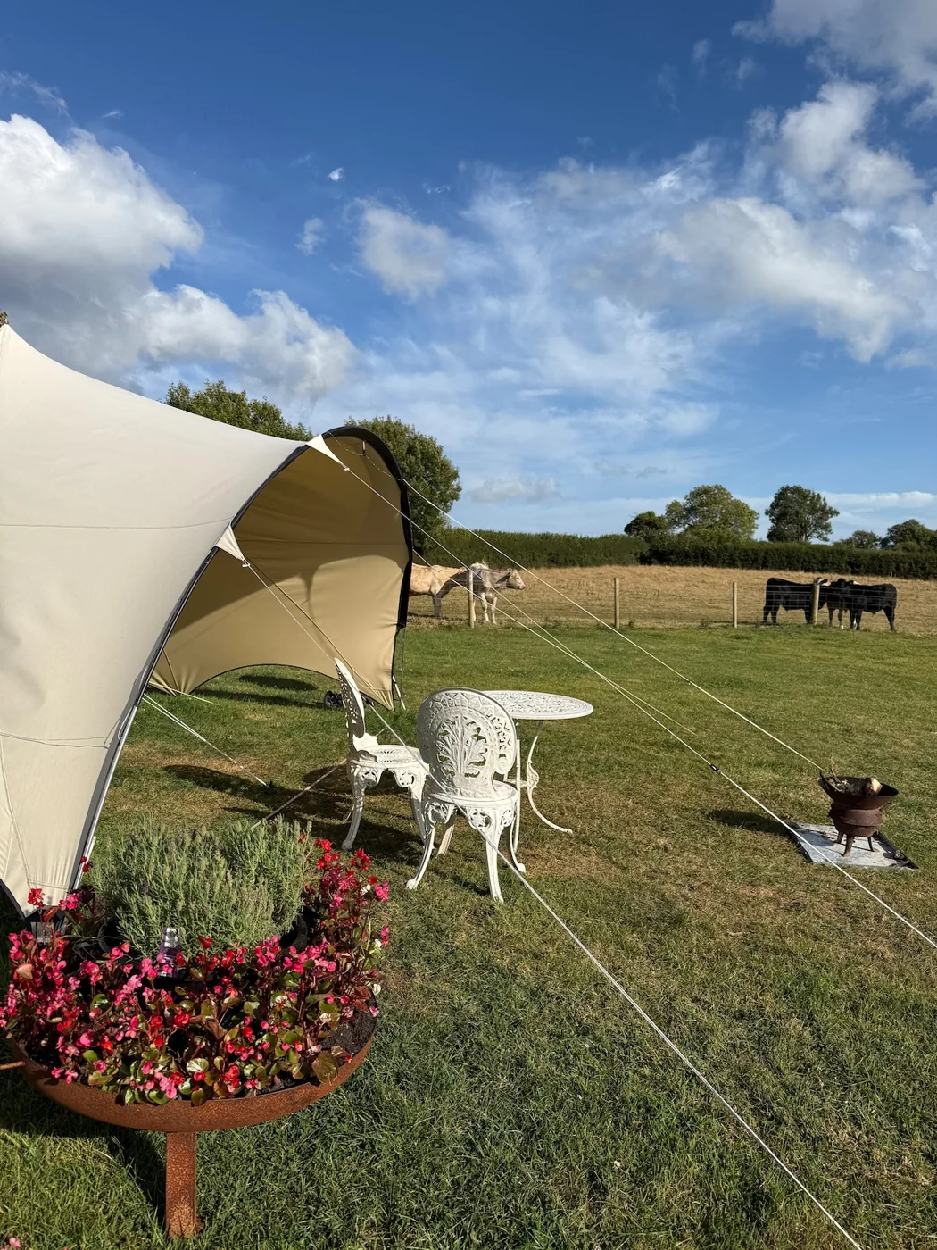 A shade awning and seating on the field, cattle grazing in the next field