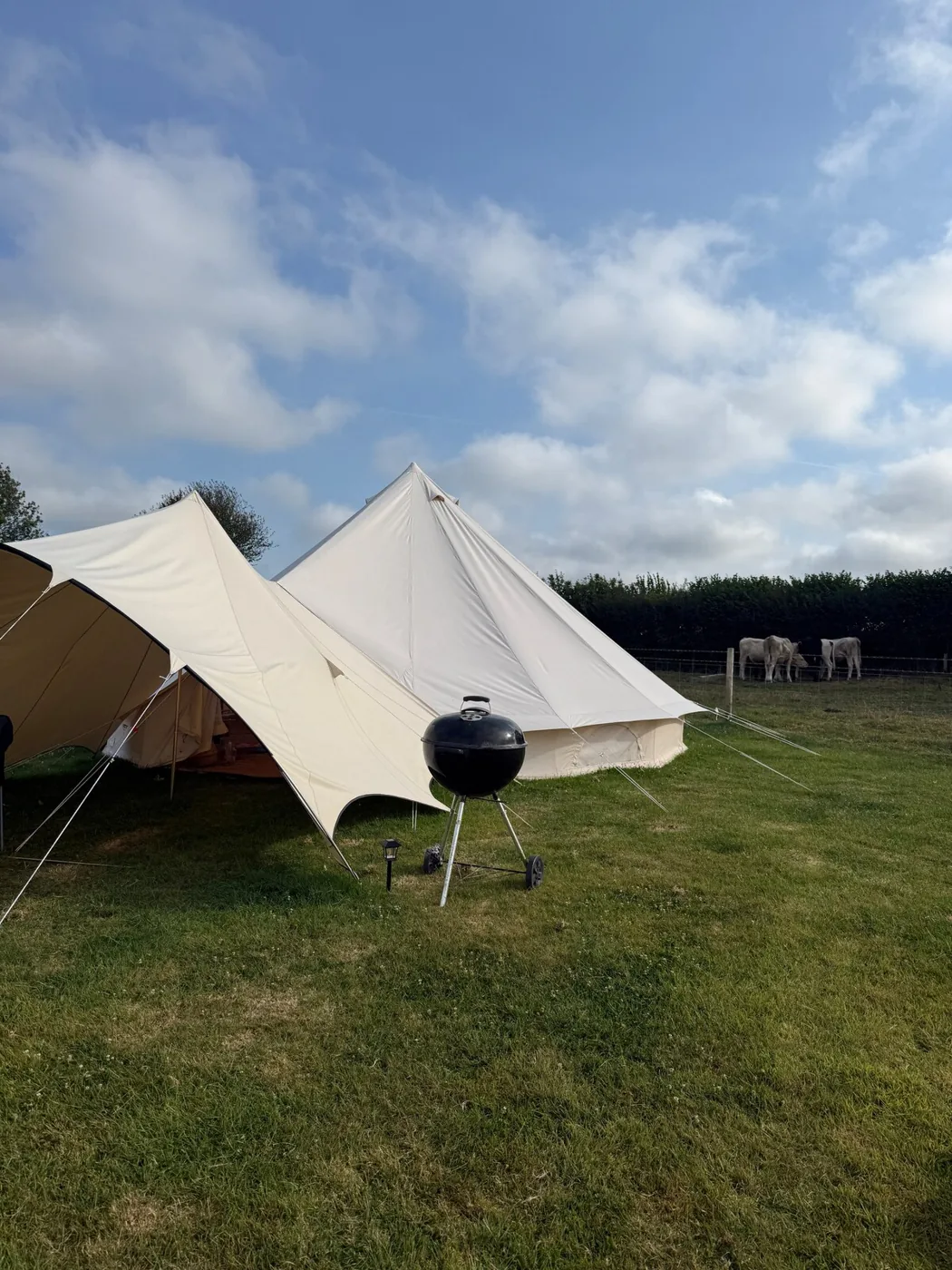 The tents on the field with a charcoal BBQ and cattle grazing beyond