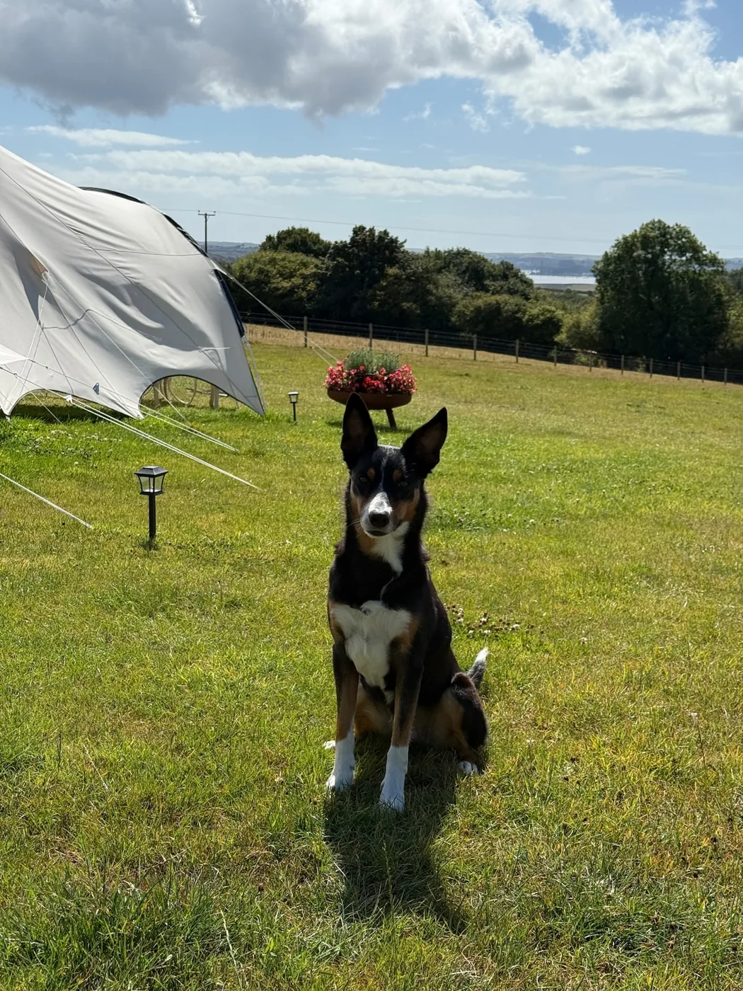 A dog on the field with a wide view across the valley